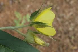 Image result for Melhania prostrata