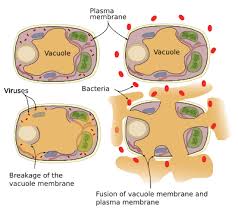 We did not find results for: The Cell 5 Vesicular Traffic Vacuoles Atlas Of Plant And Animal Histology
