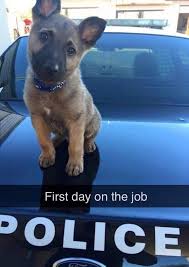 From Your Friends At Phoenix Dog In Home Dog Training K9katelynn See More About Scottsdale Dog Training At K9katelynn Baby Animals Funny Puppies Cute Animals
