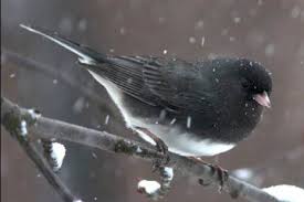 Bird On The Run Pittsburgh Pa Dark Eyed Junco Wild Birds Howstuffworks Birds Wild Birds Backyard Birds