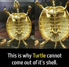 This Is Why Wtf Fun Facts Fun Facts Weird Facts