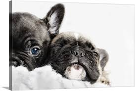 Blue brindle blue pied solid blue blue fawn lilac or champagne blue and tan (blue tri french island, ny springfield, mo new orleans, la los angeles, ca san jose, ca grand rapids, mi richmond, va raleigh, nc charleston. Two French Bulldogs Puppies Snuggled Up Together In A White Fleece Wall Art Canvas Prints Framed Prints Wall Peels Great Big Canvas