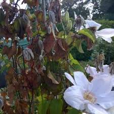 We did not find results for: How To Deal With Clematis Wilt Dummer Garden Manage Gfinger Is The Best Garden Manage App