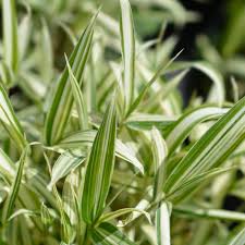 Image result for Pleioblastus fortunei