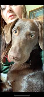 Meet Piper 💜 Piper has Epilepsy but she doesn't let that stop her from  living her best life! Any other Epi Warriors out there?