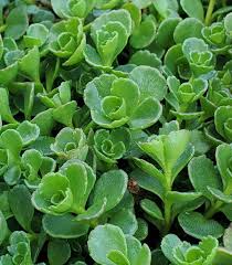 Image result for Sedum