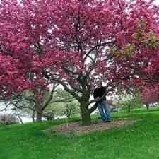 Crabapple trees are a wonderful addition to a backyard or garden for a whole host of reasons. Buy Pink Brandywine Flowering Crabapple Tree From Ty Ty Nursery