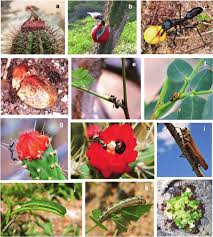 Similarly, my two cactuses (they look like apple cactus, but they are only about 13 or 15 inches tall) are turning red in the trunk. 2 Seed Dispersal Ant Plant Protective Mutualism And Herbivory In The Download Scientific Diagram