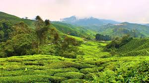 To the west, it shares part of its border with perak. Cameron Highlands 3 Boh Tea Plantation Je T Aime Me Neither