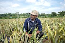 FAO Digital Media Hub