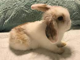 11 likes · 19 talking about this. Holland Lop Rabbits For Sale Hermitage Tn Rabbits For Sale Cute Bunny Pictures Cute Baby Bunnies