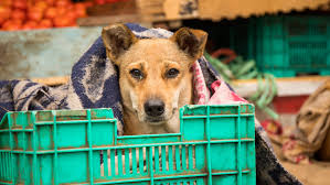 Why indian dogs are going extinct. Letters 31 August 2020 Listening To Cricket Commentary Pm Asks To Adopt Indian Dog Breeds Telegraph India