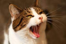 Why You Shouldn T Ignore Your Cat S Bad Breath Petguide Cat Bad Breath Cat Wounds Cat Breath