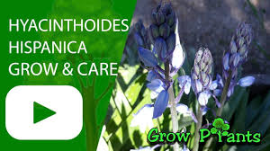 Pin On Growing Plants Youtube