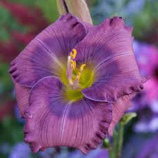 Check spelling or type a new query. Reblooming Daylily Lavender Blue Baby K Van Bourgondien