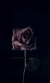 Pin By Alli On Iphone Wallpaper Flowers Black Background Black Background Wallpaper Dark Background Wallpaper