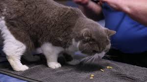 We have 5 dogs and one fell…. The Little Cat Clinic Cat Vet Clinic In La Mesa Ca