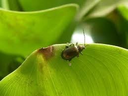 Image result for Coleus psammophilus