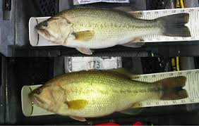 I've heard answers anywhere from the length you can hold your breath to 10 minutes, but these are mainly opinions from the experiences fishermen have had. How Long Will Bass Live Out Of Water Fish Handling General Bass Fishing Forum Bass Fishing Forums