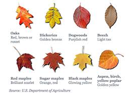 Fall Leaf Color Chart Autumn Leaf Color Leaf Coloring
