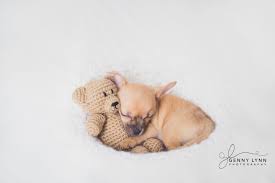 Newborn Puppy Photograph Chihuahua Puppy Teddy Bear Crochet South Florida Photographer Maternity Newbor Newborn Puppies Newborn And Dog Puppy Photography