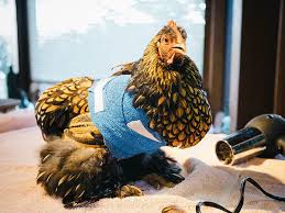 Broken (fractured hand) a broken or fractured hand is a very common cause of cramping, pain, swelling, or bruising in your hands of fingers. Chicken First Aid How To Wrap A Sprained Wing Garden Betty