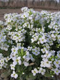 Image result for Arabis