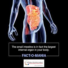 The Small Intestine Is In Fact The Largest Internal Organ In Your Body They Are So Long That If You Stretch Them From End To Medical Research Health Tips Body