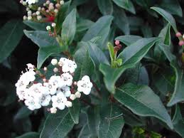 Trova una vasta selezione di piante e bonsai fiori sempreverde a prezzi vantaggiosi su ebay. Pianta Sempreverde Con Fiori Bianchi