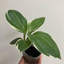 Image result for Liparis mulindana