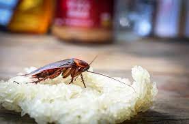 Clean inside and on top of the stove. Man Blows Up House After Trying To Kill Cockroaches Arab News