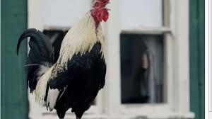 Weather questions start here pls/best time of year to visit kauai. Cock A Doodle Doo Scientists Wonder Why The Rooster Crows Los Angeles Times