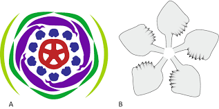 Image result for Melastomastrum segregatum