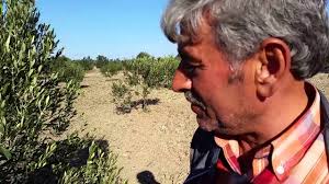 Zeytin fidanı, zeytin ağacının anavatanı anadolu dur. Zeytin Fidani Youtube