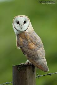 Sulcata giant tortoise centrochelys sulcata vulnerable. Barn Owl Tyto Alba Barn Owl Images Owl Barn Owl