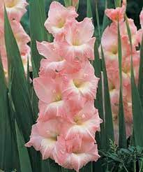 My Mom S Favorite Flower Miss U Every Day Mom Gladiolus Flower Bulb Flowers Gladiolus