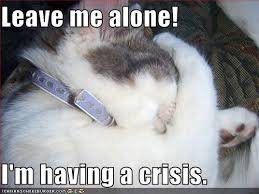 Leave Me Alone I M Having A Crisis Funny Cats Leave Me Alone I Am Alone