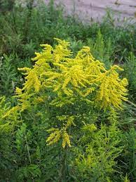 Many Allergy Sufferers Believe That Goldenrod Is One Of Those Specific Plants Goldenrod Edible Plants Plants