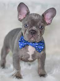 Smart Intelligent Adorable Frenchbulldog Puppies The Frenchie Is A Bulldog Puppies For Sale French Bulldog Puppies Blue French Bulldog Puppies