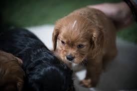 Black scottish terrier puppies for sale. Corgi Puppies For Sale In Indiana Michigan Chicago Ohio