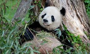 Giant Panda Cam Panda Cam National Zoo Panda Panda