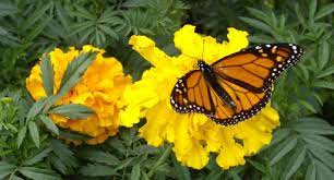 Maybe you would like to learn more about one of these? Bee Butterfly Friendly Garden