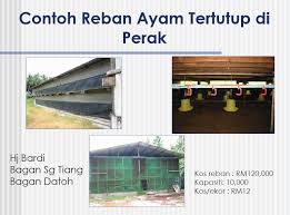 Bagaimana ya cara mengempukkan ayam kampung. Ayam Puyuh Rabbitry Ampang Halaman 2