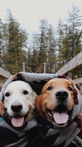 Dogs Dogs Dogs Komik Kopek Fotograflari Hayvan Mizahi Sevimli Hayvan Yavrulari