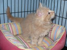 Kitten1 Guide For Determining Kitten Age The Age Of Kittens Is Very Important Both For Socializing The Kittens And Also To Know How To Care For Them Generally Kittens Are Supposed To Gain 4ozs Per Week But That Does Not Always Hold True Many A Kitten Can