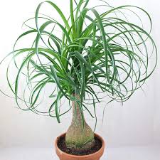 We did not find results for: Beaucarnea January 2021 Houseplant Of The Month Laidback Gardener