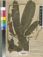 Image result for Coniogramme africana