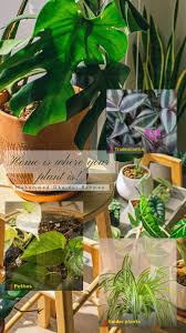 Image result for Psychotria sublyrata