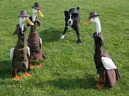 11 Fashionable Ducks Strutting The Runway In Couture