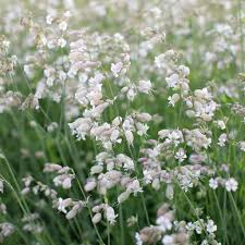 Image result for Silene